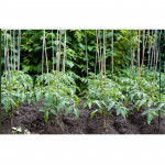 Arac din bambus pentru sustinere plante, diametru 14 mm, lungime 180 cm