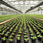 Folie agrotextil, antiburuieni, filtru uv, 1.1x50 m,polietilena, negru