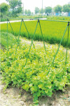Spalier plante cataratoare, tip a, inaltime 180 cm, tije 16 mm, plasa 1,8x3,2 m