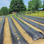Folie agrotextil, antiburuieni, filtru uv, 1.1x50 metri, 100 g/mp, polipropilena
