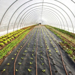 Folie agrotextil, antiburuieni, filtru uv, 1.1x50 metri, 100 g/mp, polipropilena