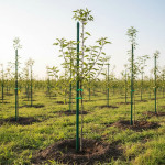 Arac gradina, lungime 120 cm, diametru 11 mm, otel si plastic verde
