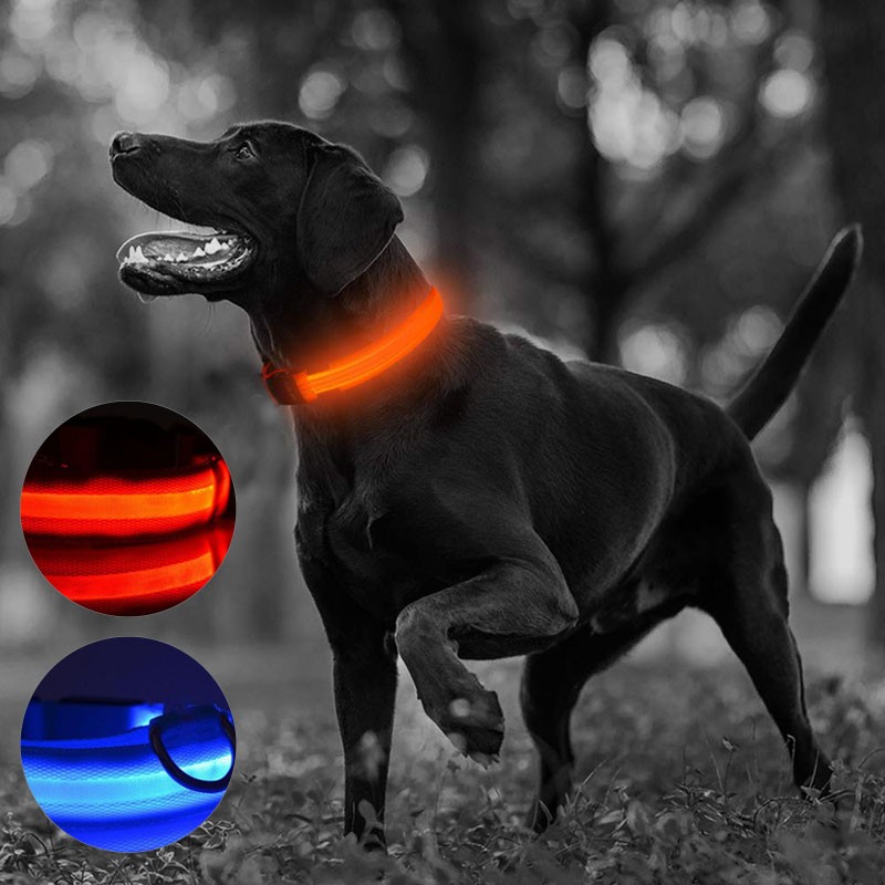 Zgarda luminoasa led, marimea m, 3 moduri de iluminare culoare albastru