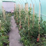 Folie protectie pentru solar 4x2.5x2 m, 8 ferestre cu plase anti-insecte, pe 140g/mp, verde